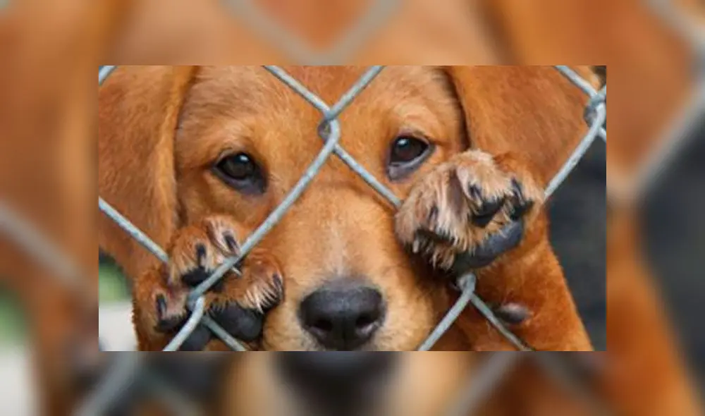 En un comunicado, el sheriff dijo que se sentía "horrorizado" por el incidente. Foto: difusión. En un comunicado, el sheriff dijo que se sentía "horrorizado" por el incidente. Foto: difusión.