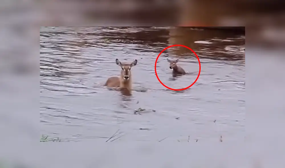El pequeño ciervo intentó seguirle el paso a su mamá. (Fuente: Kruger Sightings/YouTube) El pequeño ciervo intentó seguirle el paso a su mamá. (Fuente: Kruger Sightings/YouTube)