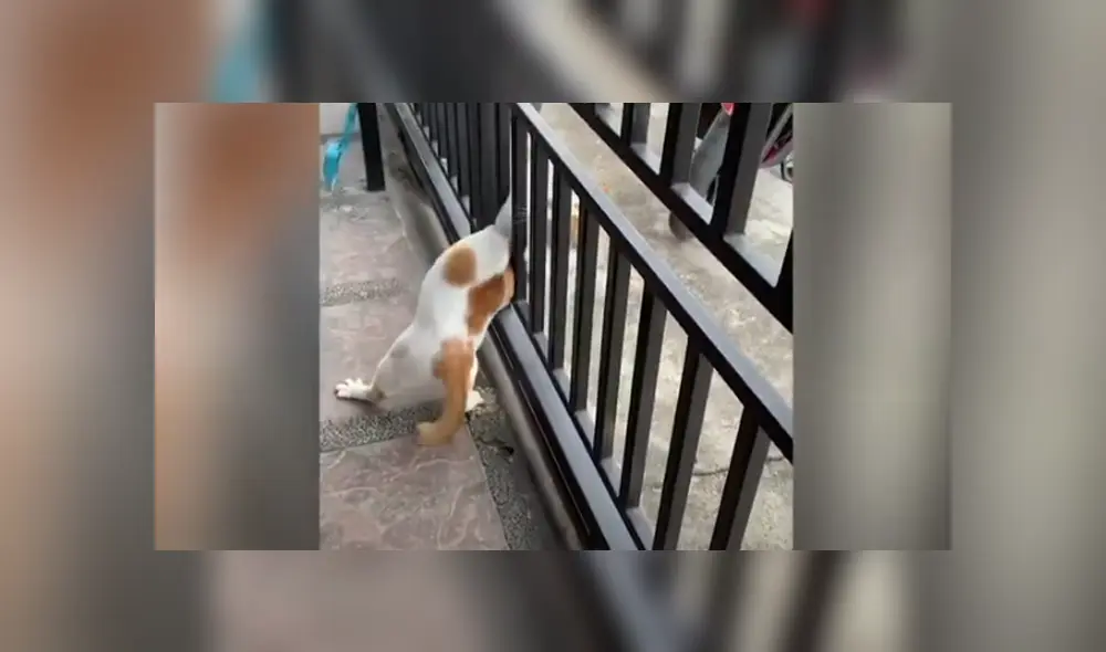 Desliza hacia la izquierda para ver las imágenes de viral de Facebook.