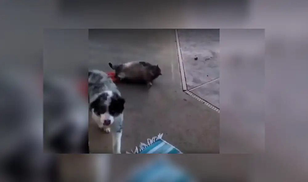 Desliza a la izquierda para ver la reacción que hizo reír a los usuarios de Facebook. Foto: Captura.