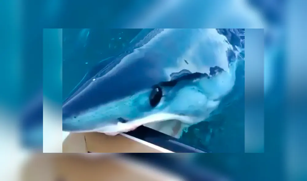 Pescadores grabaron el momento en que gigantesco tiburón emergió del océano. Pescadores grabaron el momento en que gigantesco tiburón emergió del océano.