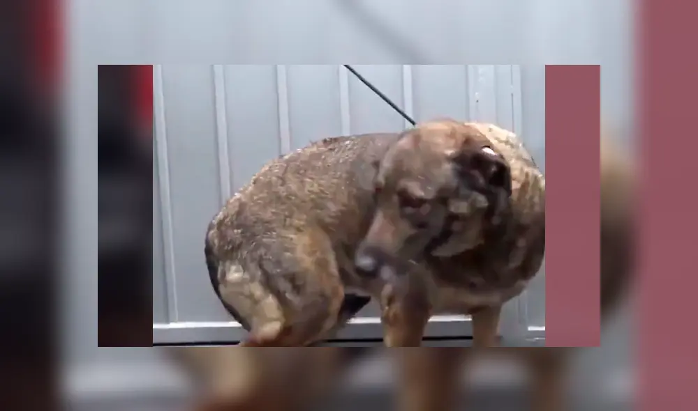 Desliza hacia la izquierda para ver el conmovedor rescate del video viral de Facebook.