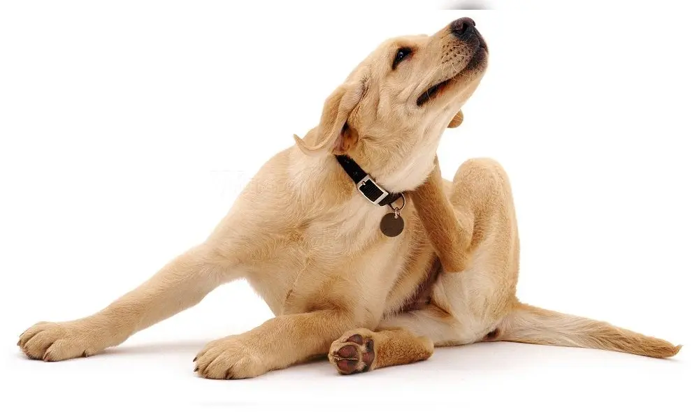 Estos son los riesgos de quitar garrapatas con tus manos