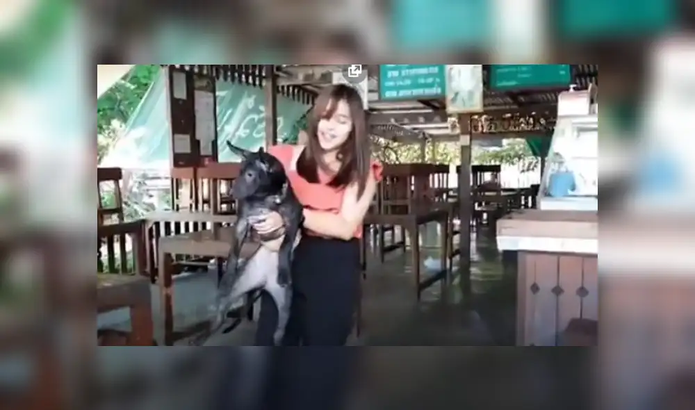 Video es viral en TikTok. Dueños del can lo habían buscado en varios lugares cercanos a su casa sin imaginar que horas más tarde el cachorro aparecería en la veterinaria. Fotocaptura: YouTube
