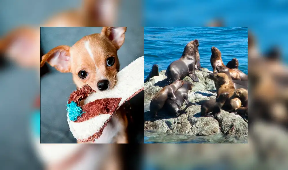 Facebook: perro chihuahua tiene épica pelea con lobos marinos en medio del océano [VIDEO]