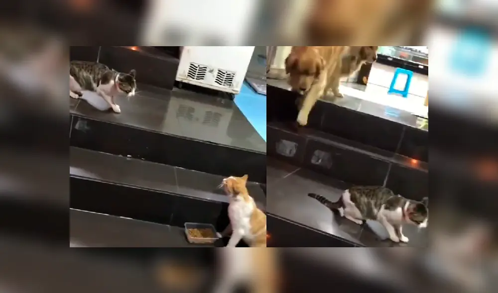 El can observó que la felina estaba en peligro y no dudó en intervenir para protegerla. Video es viral en YouTube.