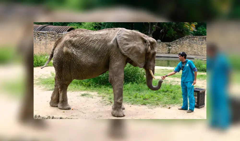 Desnutrición mata a la emblemática elefanta Ruperta en Venezuela [VIDEO]