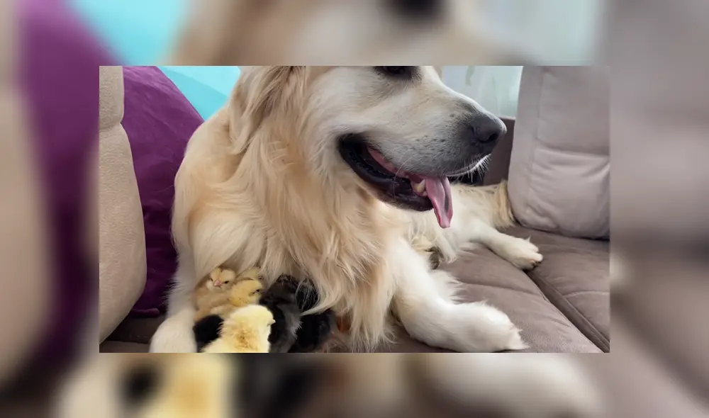 Un perro protagonizó un tierno momento junto a un grupo de patos bebé. Foto: YouTube Un perro protagonizó un tierno momento junto a un grupo de patos bebé. Foto: YouTube