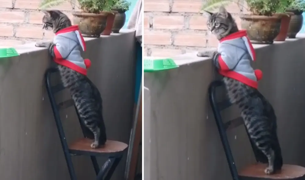 Desliza para ver más imágenes de Teodoro, el travieso gato que permanece atento a lo que ocurre en su vecindario. Foto: captura de TikTok Desliza para ver más imágenes de Teodoro, el travieso gato que permanece atento a lo que ocurre en su vecindario. Foto: captura de TikTok