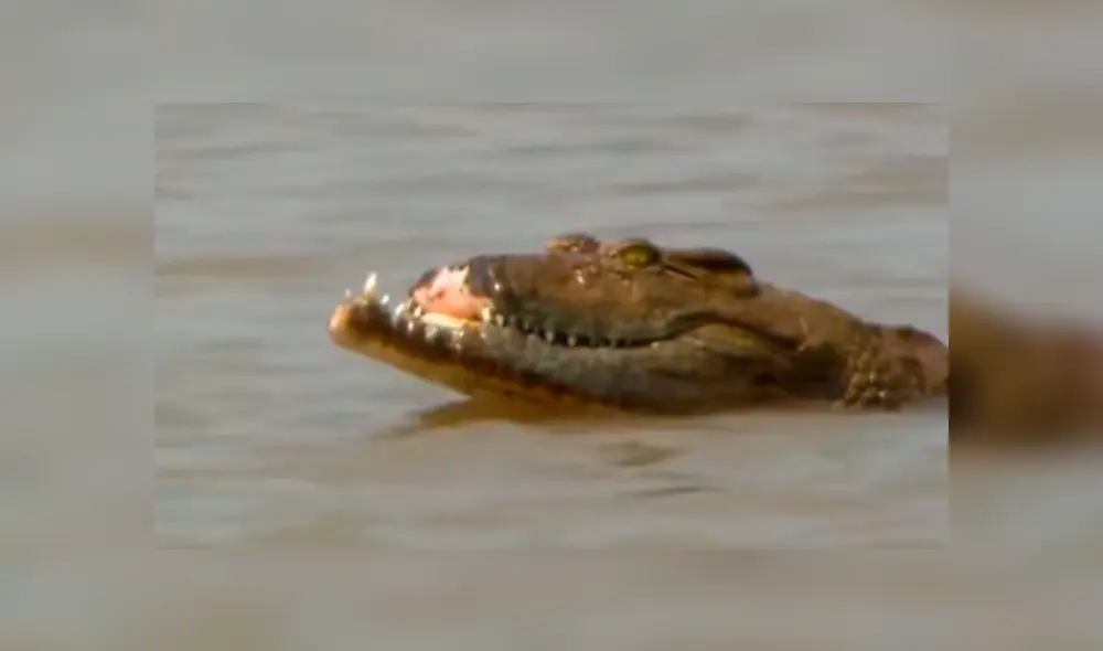 YouTube viral: cocodrilo pierde el hocico tras pelea brutal contra otro depredador en el río.