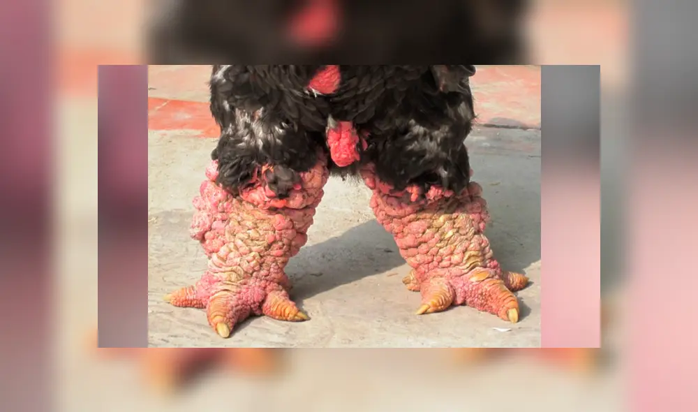 Facebook viral: encuentra gallo con patas de ‘dragón’, lo revisa y descubre el secreto de su extraño aspecto. Foto: lavozdelmuro Facebook viral: encuentra gallo con patas de ‘dragón’, lo revisa y descubre el secreto de su extraño aspecto. Foto: lavozdelmuro