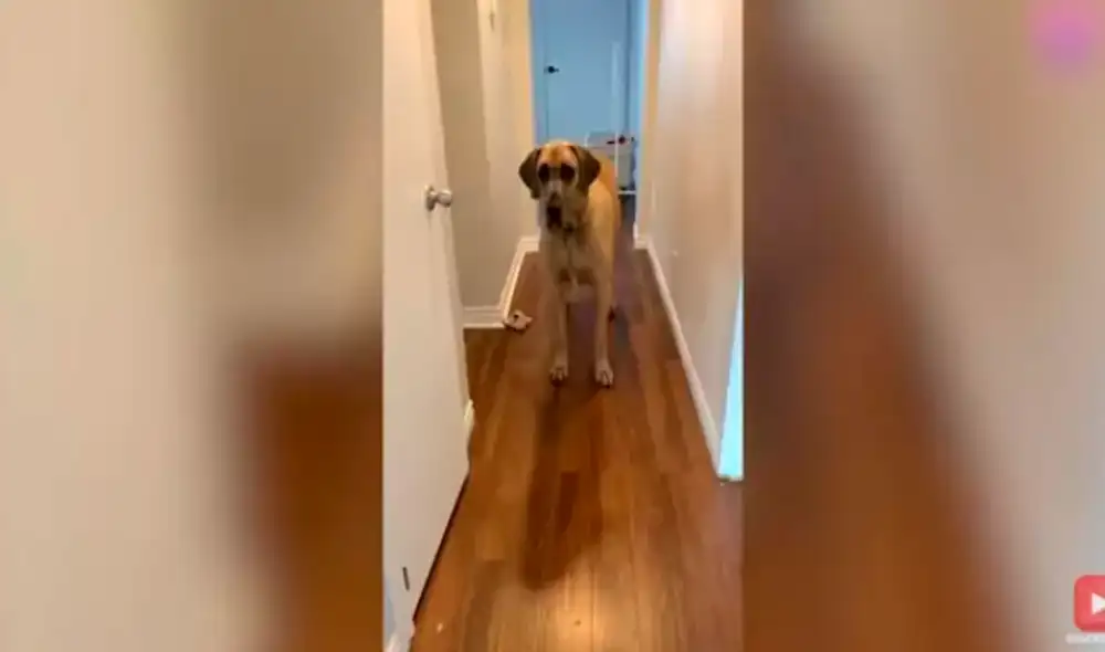 Desliza las imágenes para conocer a Brewski, el gran danés de 88 kilos que le teme hasta a un calcetín. Foto: TikTok