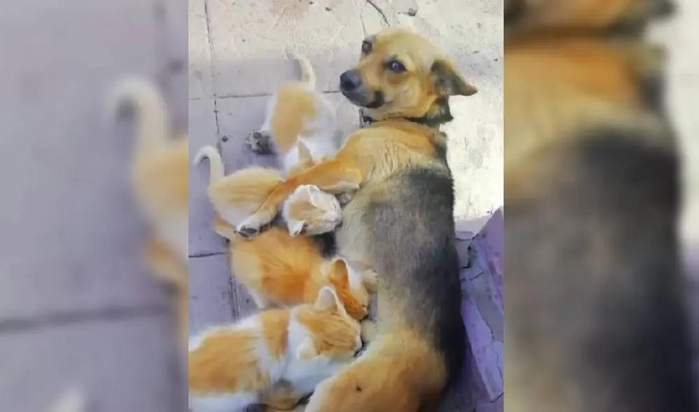 Las imágenes de la perrita cuidando de los pequeños gatitos han dado la vuelta al mundo. Foto: Captura/Facebook