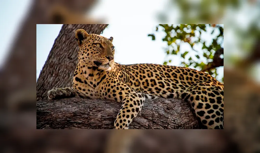 Un niño de dos años fallece tras ser atacado por leopardo en Parque Nacional Un niño de dos años fallece tras ser atacado por leopardo en Parque Nacional