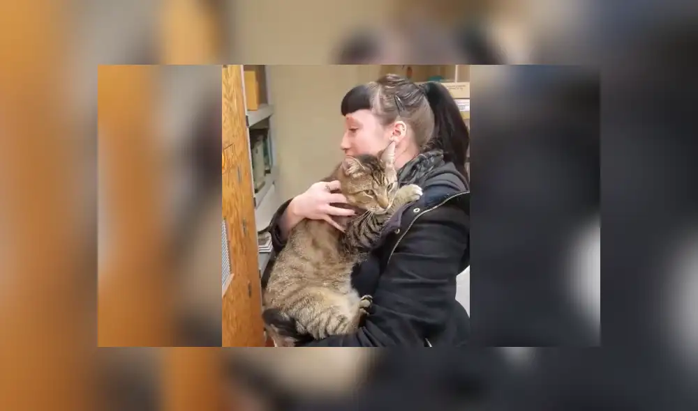 Facebook: La reacción de un gato en adopción tras ser acariciado conmueve a miles