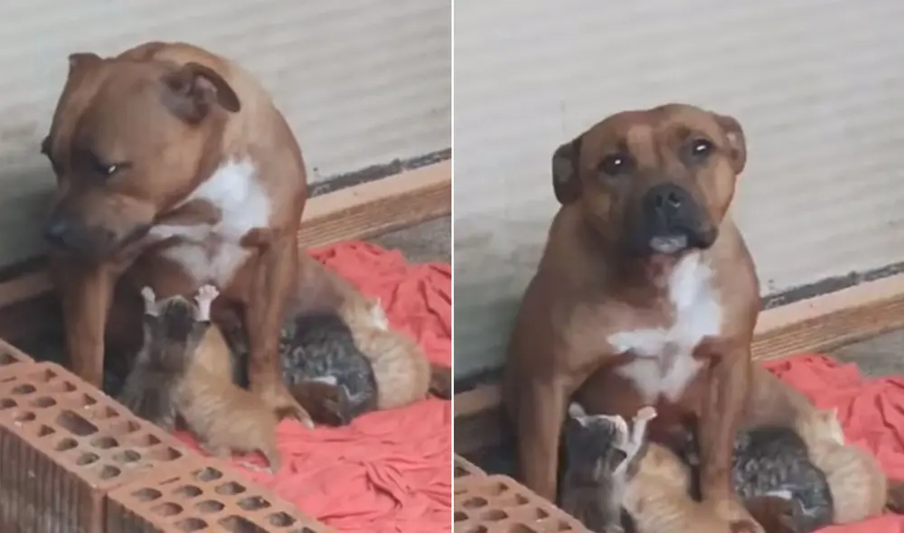 Esta perrita ha conmovido a miles de usuarios en las redes sociales al mostrar su noble actitud hacia los pequeños felinos. Foto: captura de YouTube Esta perrita ha conmovido a miles de usuarios en las redes sociales al mostrar su noble actitud hacia los pequeños felinos. Foto: captura de YouTube