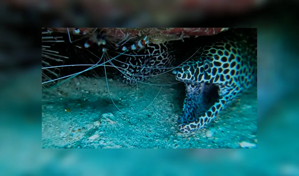 Un buzo vivió un aterrador momento al sumergirse en el océano y encontrar un raro animal. Un buzo vivió un aterrador momento al sumergirse en el océano y encontrar un raro animal.