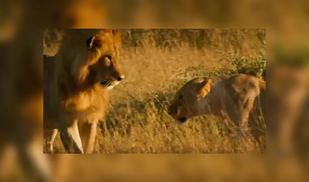 La madre de los pequeños, parece molesta con el macho y le ruge varias veces. Foto: BBC Earth.