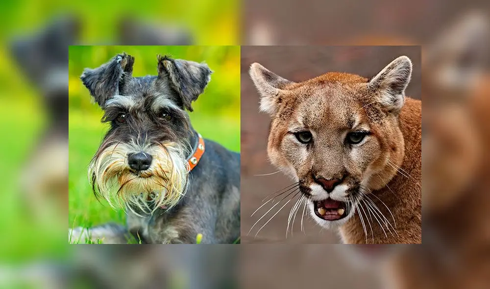 El schnauzer miniatura, como el que se ve a la izquierda, resultó muerto tras la embestida del puma. Foto: iStock El schnauzer miniatura, como el que se ve a la izquierda, resultó muerto tras la embestida del puma. Foto: iStock