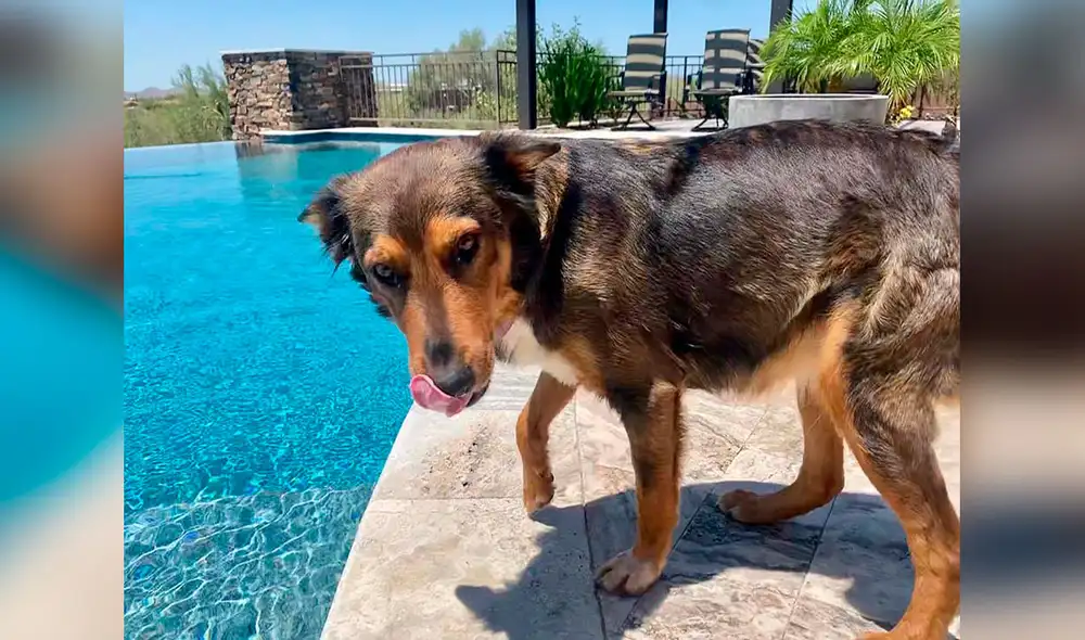 Desliza las imágenes para conocer el conmovedor gesto de una perrita al acoger a unos gatos recién nacidos. Foto: captura de Facebook