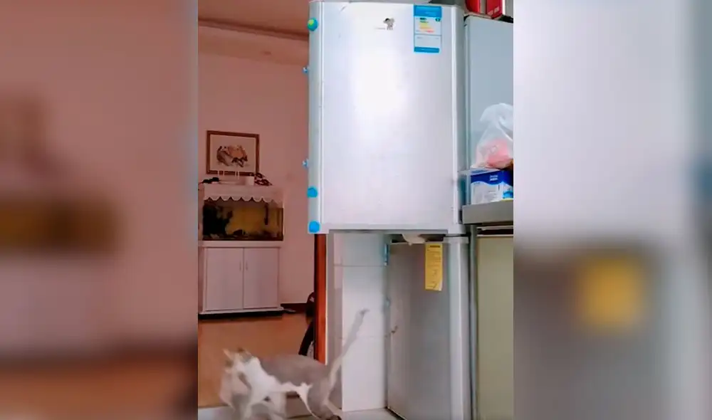 Desliza las imágenes para conocer la travesura que cometieron unos gatos durante la ausencia de su dueño. Foto: captura de TikTok