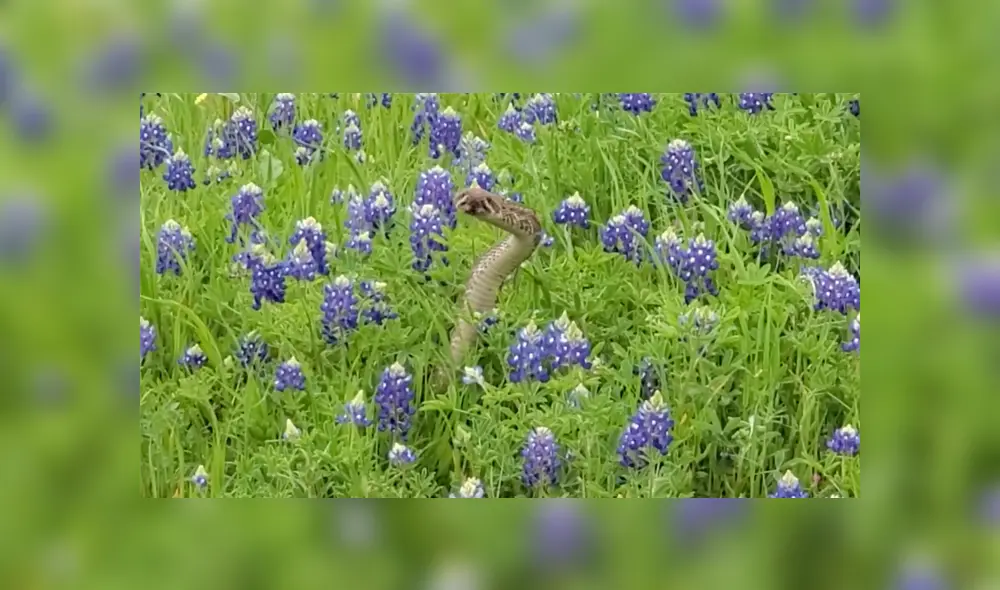 Desliza a la izquierda para conocer más sobre este nuevo video viral de YouTube. Foto: Captura. Desliza a la izquierda para conocer más sobre este nuevo video viral de YouTube. Foto: Captura.