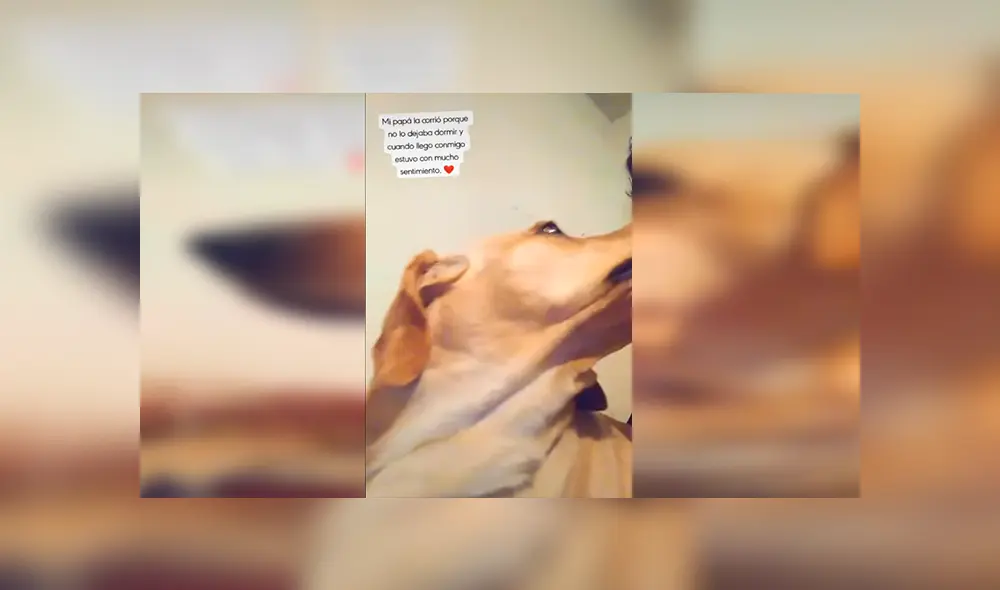 Desliza las imágenes para apreciar el conmovedor comportamiento de un perro al ser castigado por sus travesuras. Foto: Captura. Desliza las imágenes para apreciar el conmovedor comportamiento de un perro al ser castigado por sus travesuras. Foto: Captura.