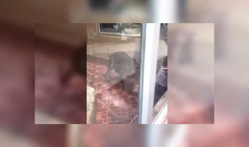 Ataque de tigre a cerdo