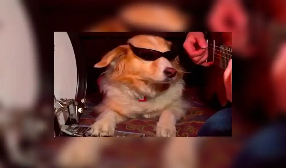 Instagram: Maple, el famoso perro que ‘toca’ instrumentos junto con su amo Instagram: Maple, el famoso perro que ‘toca’ instrumentos junto con su amo