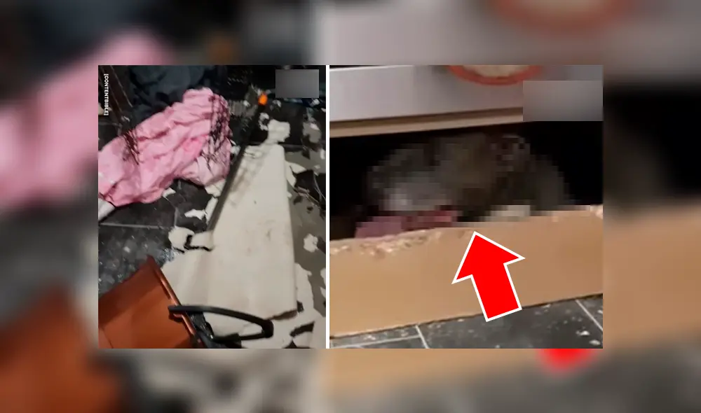 Facebook viral: dejan su casa destruida, busca al culpable y lo encuentra muy avergonzado [VIDEO] 