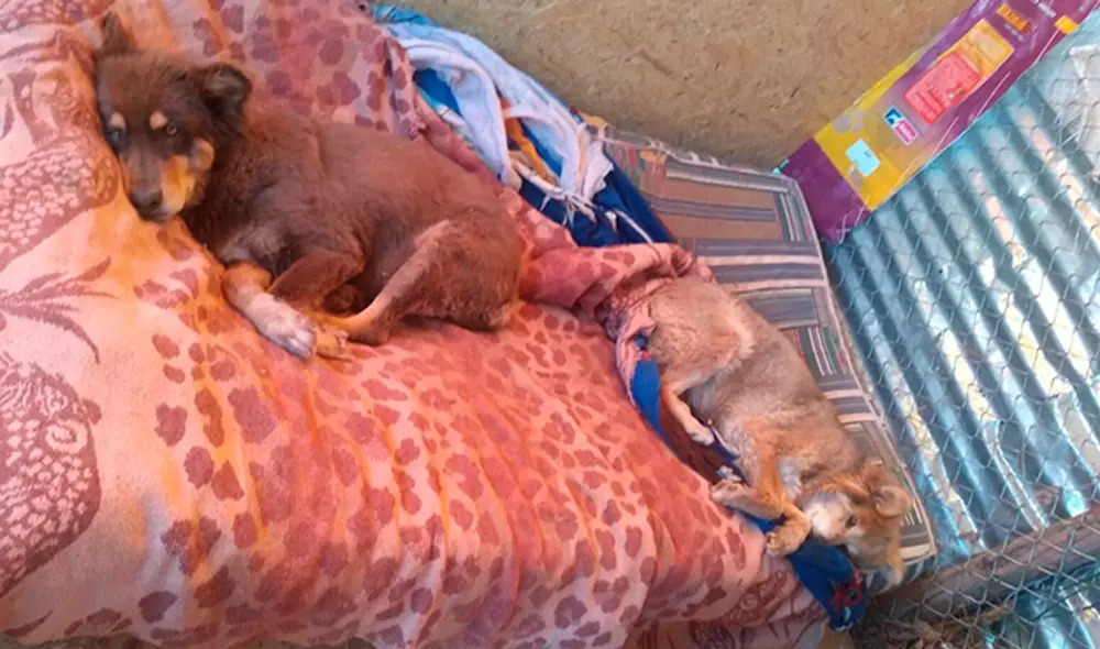 Cuando no están haciendo alguna travesura, o alimentándose, los perros descansan a sus anchas. Cuando no están haciendo alguna travesura, o alimentándose, los perros descansan a sus anchas.