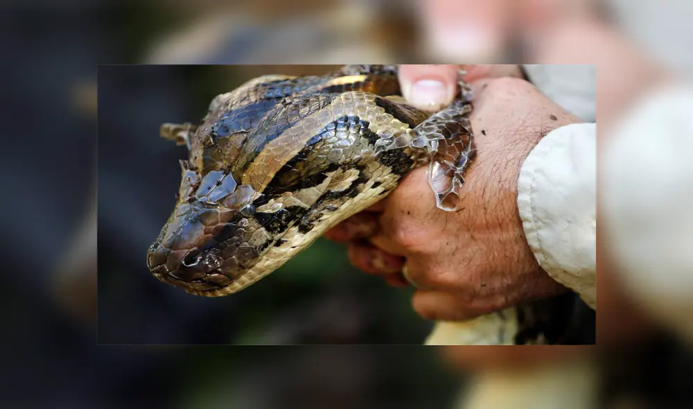 La piel de pitón en sí misma no proporciona protección, pero el diseño permite insertar un filtro. (Captura: Miami Herald)