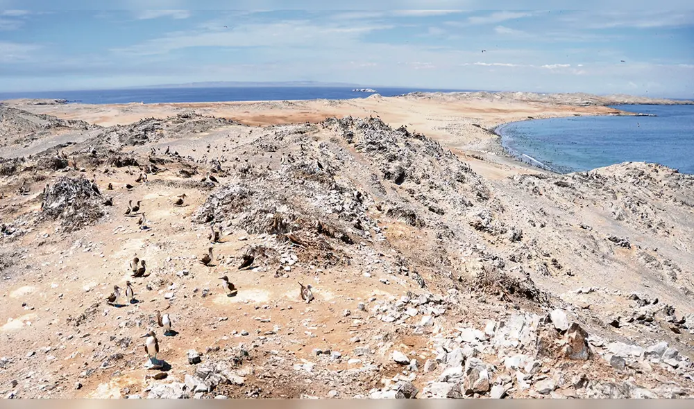 Dato. En la Isla Lobos de Tierra se encuentra la reserva.