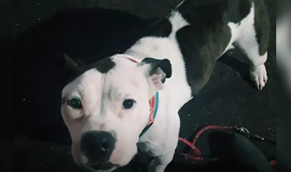 Desliza hacia la izquierda para ver las imágenes del viral de YouTube. Foto: El Dodo.