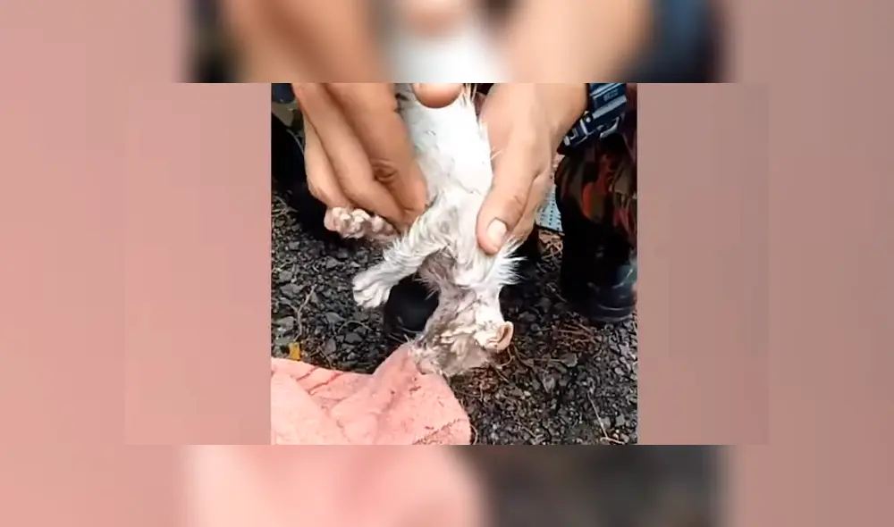 El bombero recibió las felicitaciones de miles de usuarios en las redes sociales, por su valerosa acción. Foto: captura