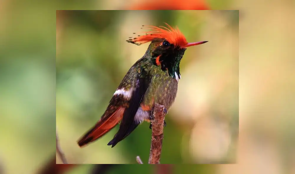 Arena Blanca: un rincón alado en Moyobamba 