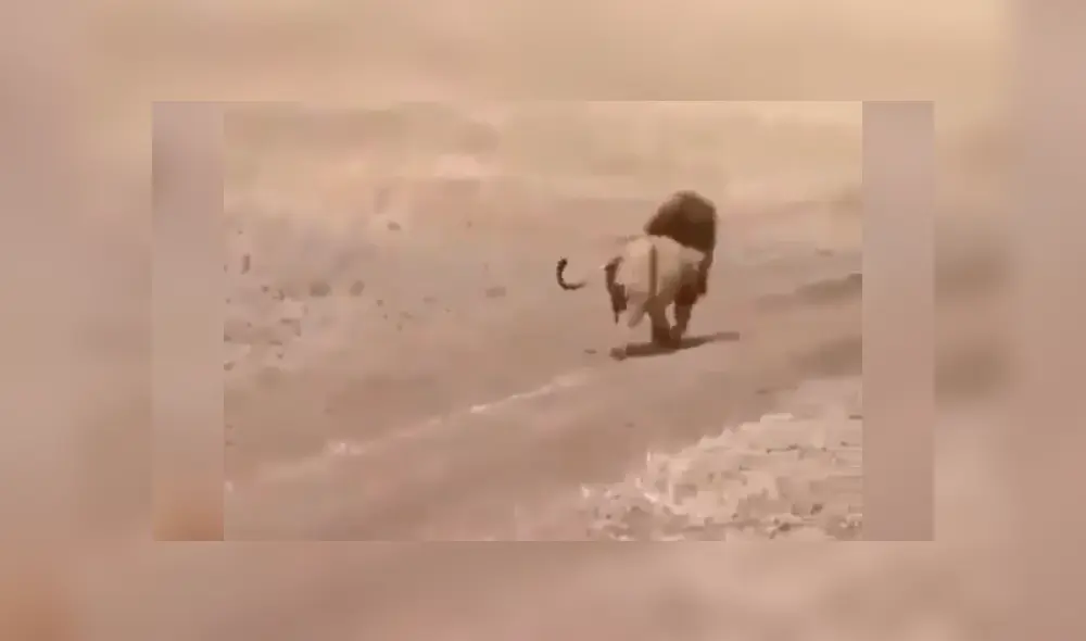 León se aleja de sus cachorros y ellos protagonizan conmovedor momento. León se aleja de sus cachorros y ellos protagonizan conmovedor momento.