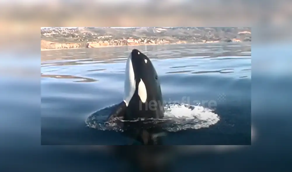 Desliza hacia la izquierda para ver el increíble espectáculo de unas orcas salvajes en las playas de Estados Unidos. El video es viral en YouTube.