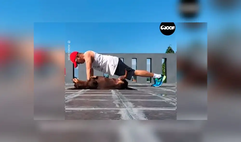 Desliza las imágenes para ver la peculiar escena que protagonizó un perro, la cual arruinó el video tutorial de su dueño. Foto: Woof Woof Desliza las imágenes para ver la peculiar escena que protagonizó un perro, la cual arruinó el video tutorial de su dueño. Foto: Woof Woof