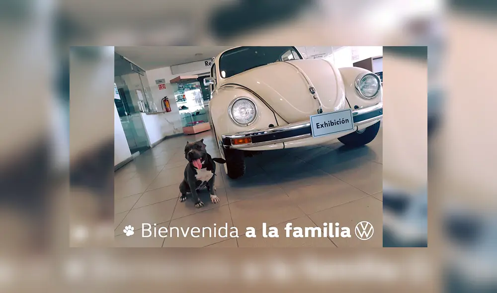 Desliza las imágenes para conocer la historia de Vochita, una perrita adoptada por una empresa de autos. Foto: Captura. Desliza las imágenes para conocer la historia de Vochita, una perrita adoptada por una empresa de autos. Foto: Captura.