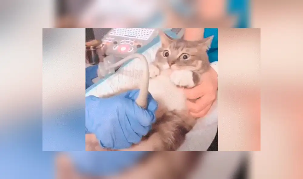 YouTube viral: Gata mira ultrasonido de su cría y sorprende su reacción al verlas [VIDEO]