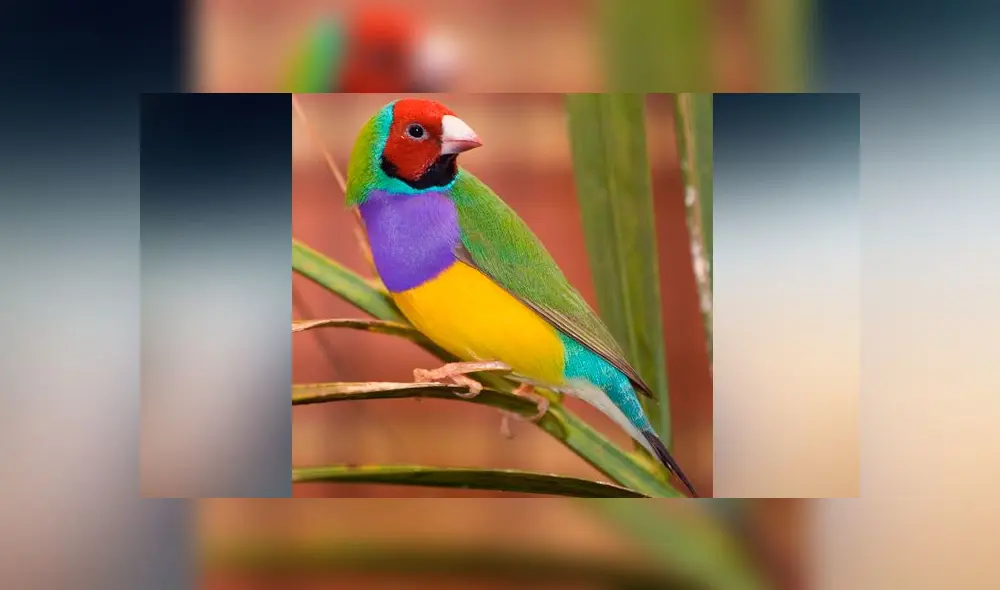 Desliza las imágenes para ver la increíble transformación que experimenta la cría de un diamante de Ghould. Foto: Captura/TikTok Desliza las imágenes para ver la increíble transformación que experimenta la cría de un diamante de Ghould. Foto: Captura/TikTok