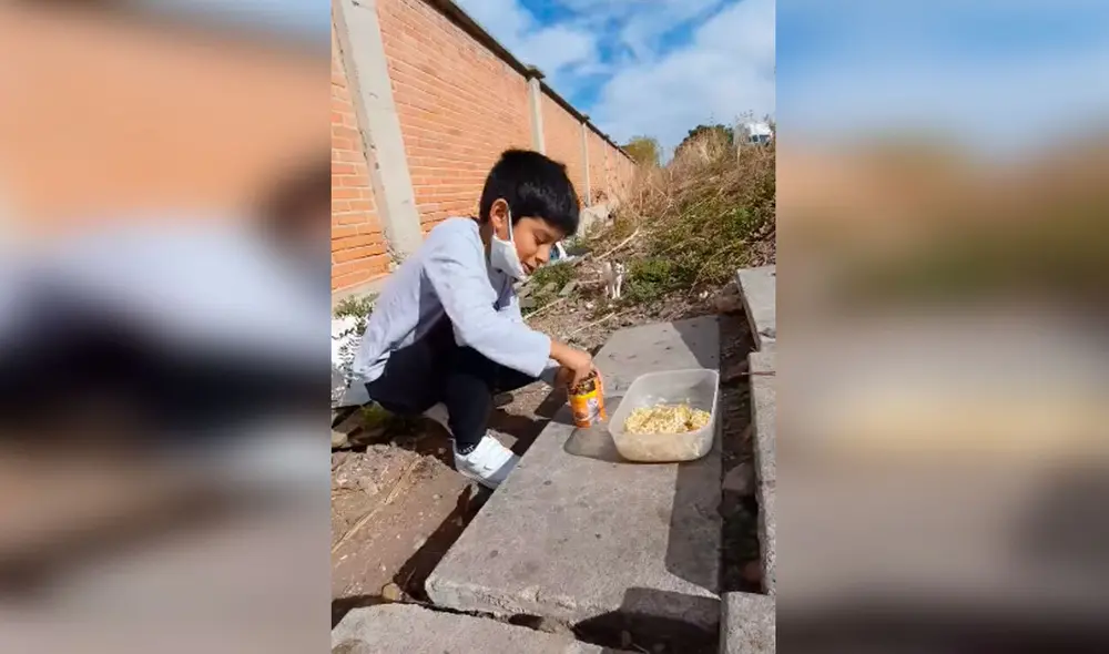 Desliza las imágenes para apreciar la amorosa labor de un pequeño al ayudar a los gatos que viven en la calle. Foto: Captura de Facebook