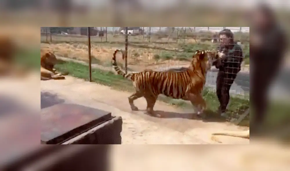 Facebook viral: Turista se acerca mucho a jaula de peligroso tigre y este reacciona así [VIDEO]