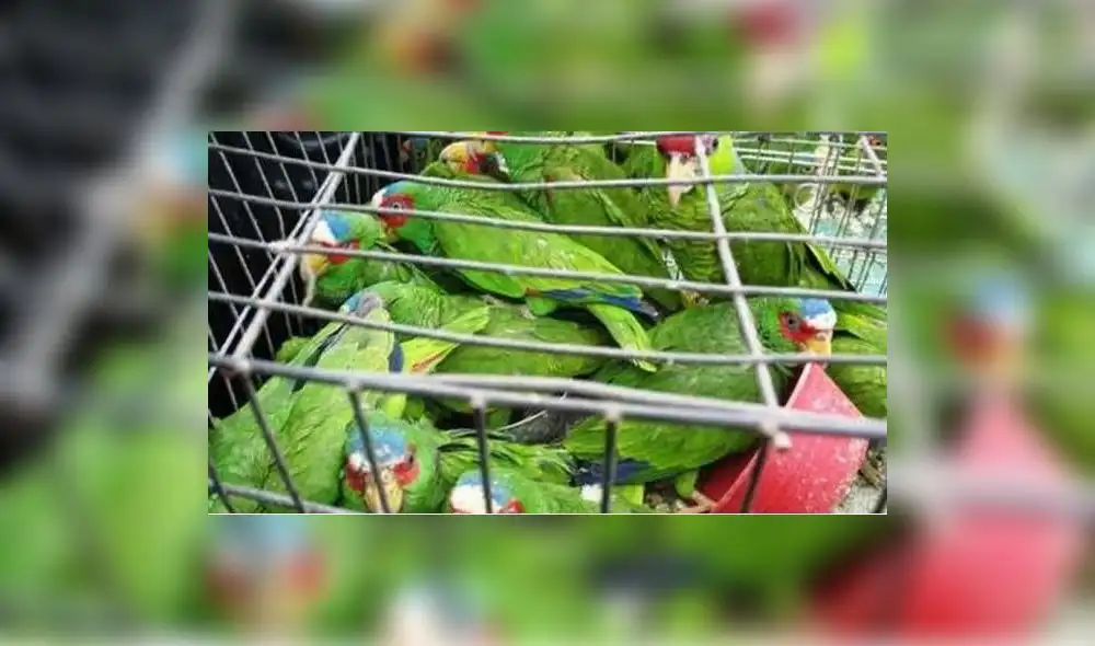 Viajó de España a Puerto Rico con 32 aves vivas dentro de equipaje de mano