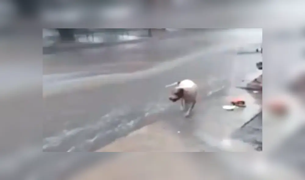 YouTube viral: perro callejero conmueve las redes al recoger la basura en plena lluvia.