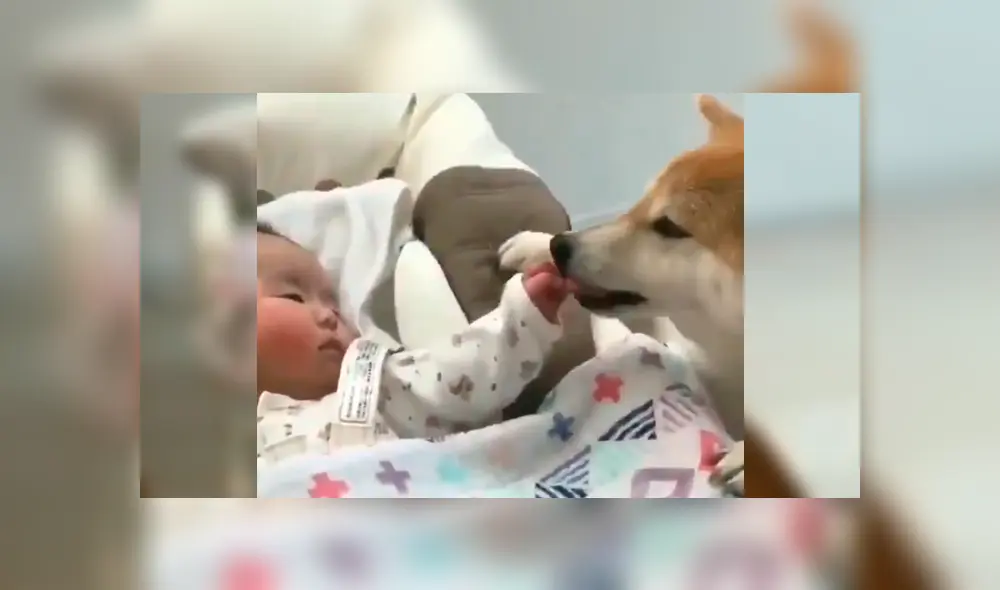 El can se acercó al bebé tras verlo llorando desconsoladamente en su mecedora y su peculiar conducta sorprendió a todos en YouTube El can se acercó al bebé tras verlo llorando desconsoladamente en su mecedora y su peculiar conducta sorprendió a todos en YouTube