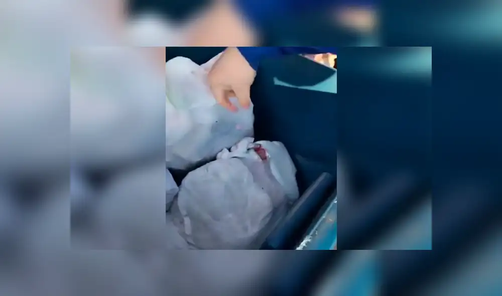 Una insólita grabación muestra a una extraña criatura saliendo despavorida de un bote de basura. Una insólita grabación muestra a una extraña criatura saliendo despavorida de un bote de basura.