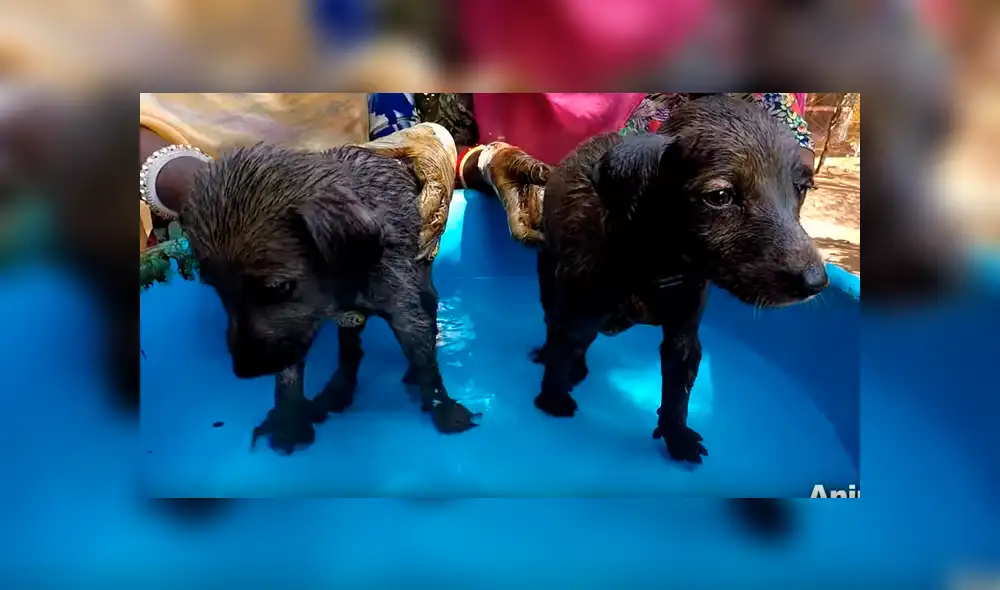 Desliza hacia la izquierda para ver el radical cambio de aspecto de un perro callejero que se volvió viral en Facebook.