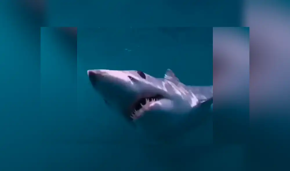 YouTube viral: buceadora ingresa al fondo del mar y se encuentra con enorme 'criatura aterradora' [VIDEO]